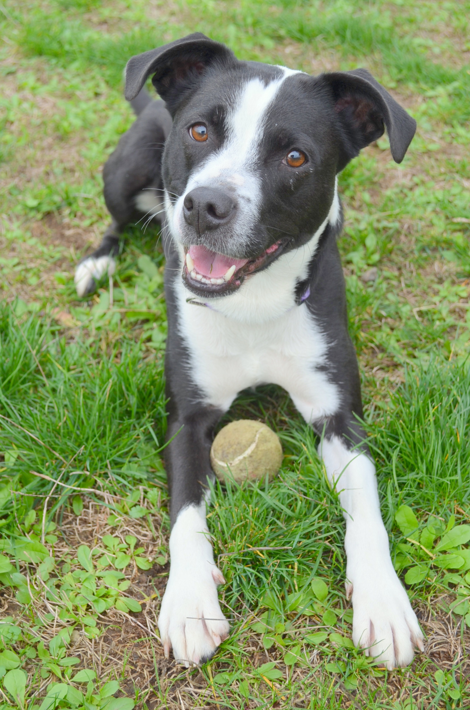 chloe-ball