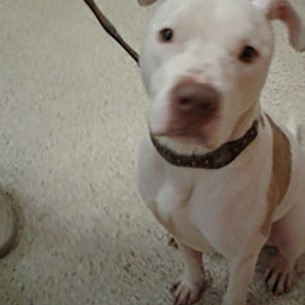 Stray-Pit