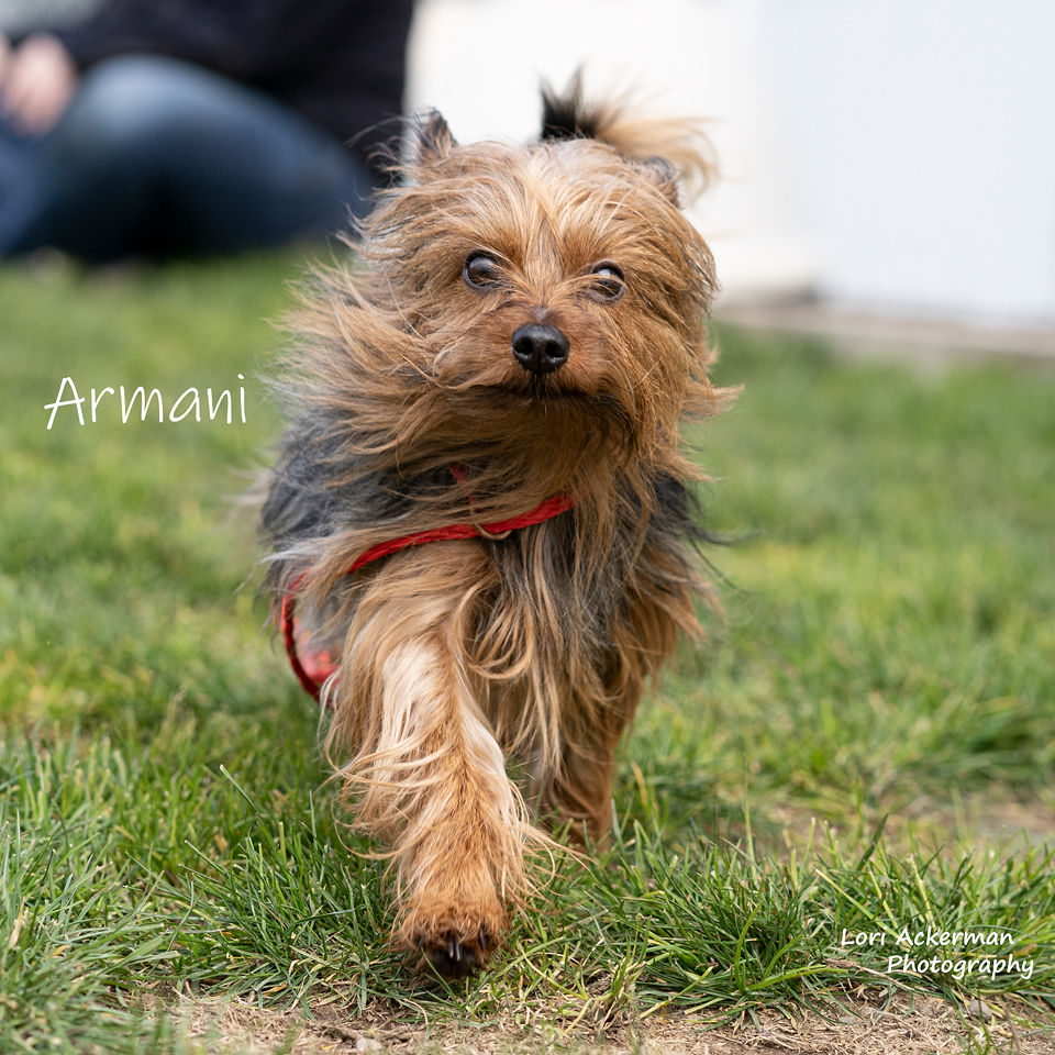 fred meyer dog crate