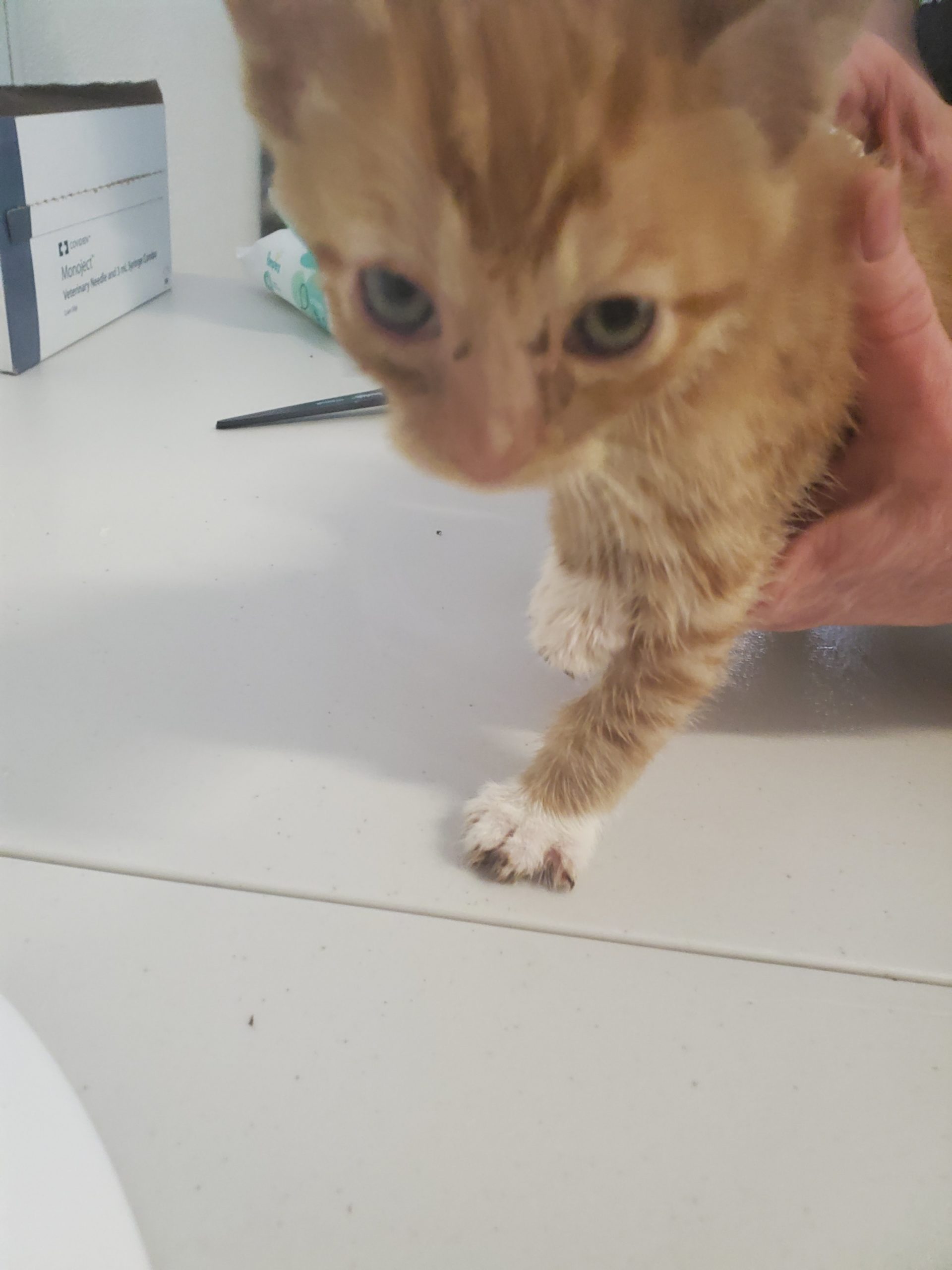 Petsmart Bloomington Illinois - 11mnqjq