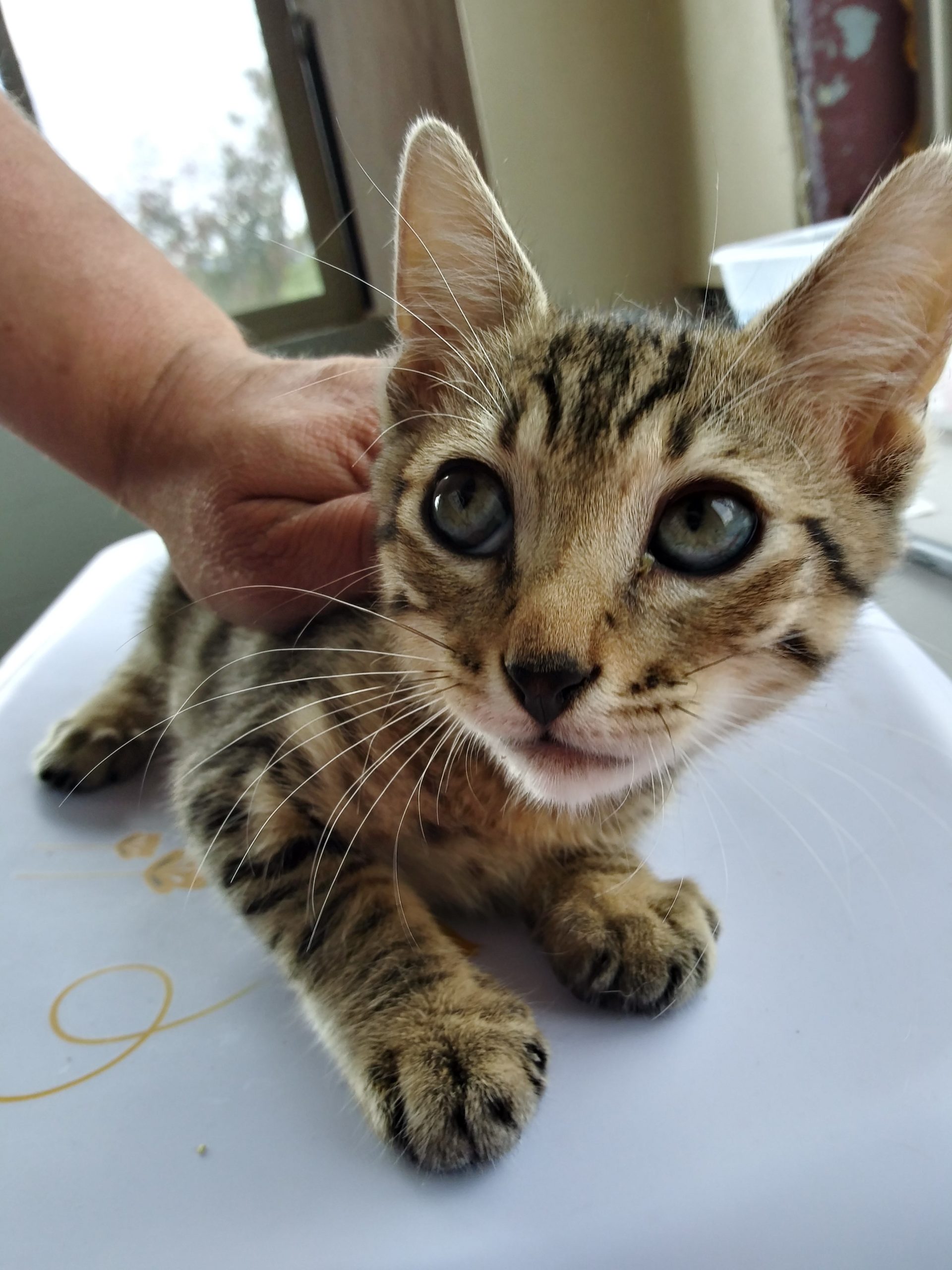 Cricket Hillsboro Petsmart Newberg Animal Shelter