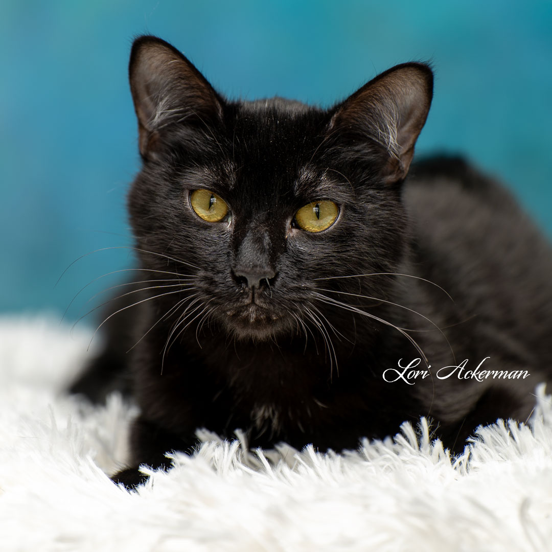 Morgan @PetSmart Hillsboro | Newberg Animal Shelter