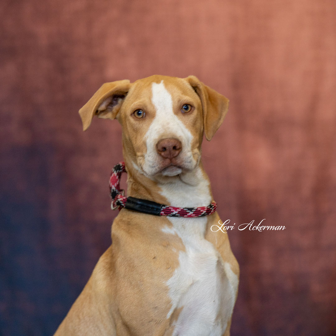 Peanut Butter - Sponsored by Carleton & Connie Lloyd | Newberg Animal ...